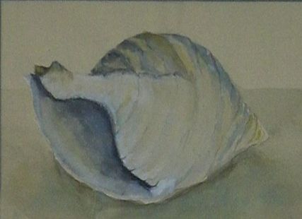 Hörmuschel, Aquarell, 50 x 60 cm. i.R.