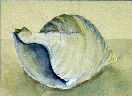 Hörmuschel, Aquarell, 50 x 60 cm i.R_