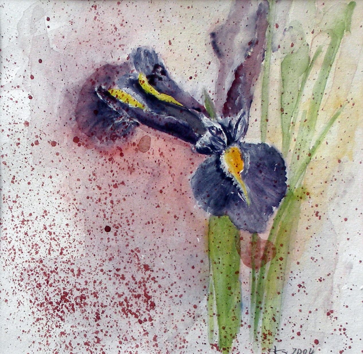 Lila Iris, Aquarell, 20 x 20 cm.
